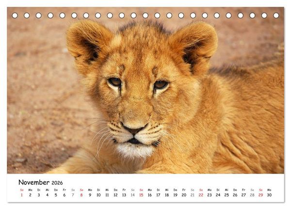 Produktbild: L&ouml;wen Impressionen (Tischkalender 2026 DIN A5 quer), CALVENDO Monatskalender