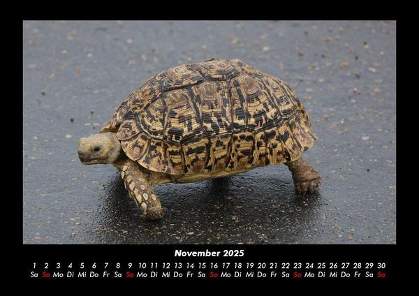Produktbild: Schildkr&ouml;tenzauber 2025 Fotokalender DIN A3
