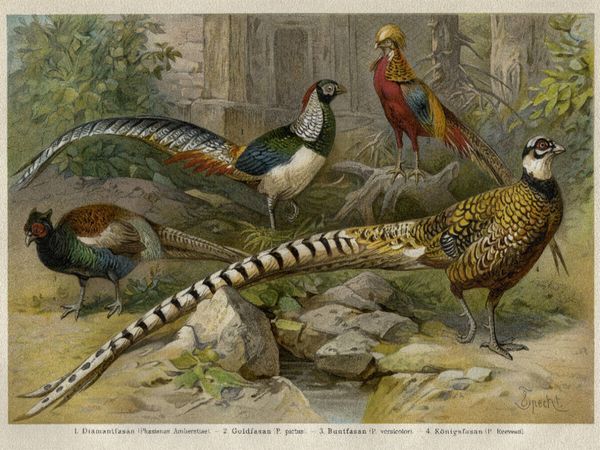 Produktbild: CALVENDO Puzzle Fasanen, K&uuml;nstler: Friedrich Specht (1839-1909) | 1000 Teile Lege-Gr&ouml;&szlig;e 64x48cm Foto-Puzzle f&uuml;r gl&uuml;ckliche Stunden