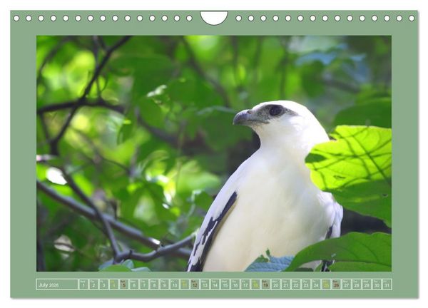 Produktbild: Some Costa Rican Birds (Wall Calendar 2026 DIN A4 landscape), CALVENDO 12 Month Wall Calendar