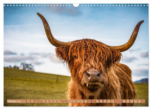 Produktbild: Mutterk&uuml;he (Wandkalender 2026 DIN A3 quer), CALVENDO Monatskalender