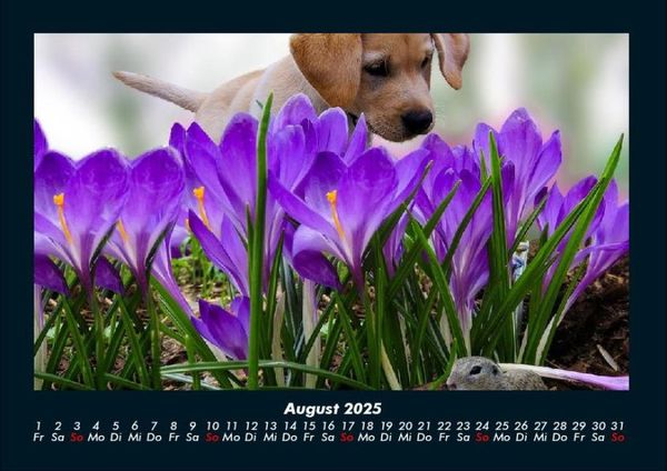 Produktbild: Blumenkalender 2025 Fotokalender DIN A4