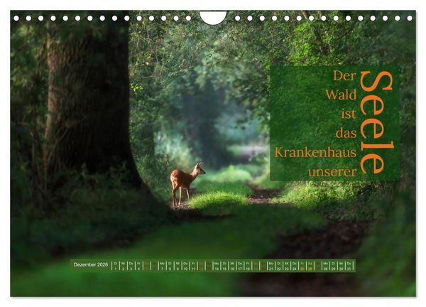 Produktbild: WALD Erholung pur (Wandkalender 2026 DIN A4 quer), CALVENDO Monatskalender