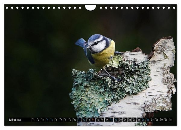 Produktbild: Mes anges bleus en &Icirc;le-de-France (Calendrier mural 2026 DIN A4 vertical), CALVENDO calendrier mensuel