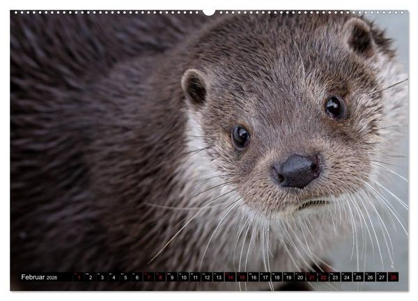 Produktbild: Fischotter, flinke J&auml;ger (Wandkalender 2026 DIN A2 quer), CALVENDO Monatskalender