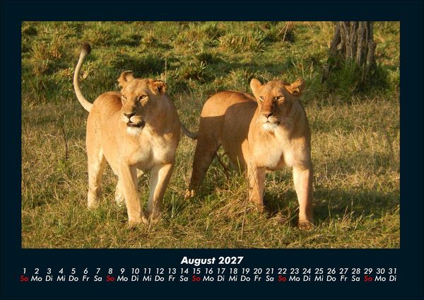 Produktbild: Tiere in der Wildnis 2027 Fotokalender DIN A4