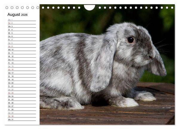 Produktbild: Kaninchen - knuddelige Hausgenossen (Wandkalender 2026 DIN A4 quer), CALVENDO Monatskalender