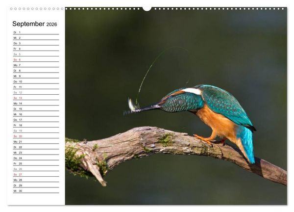Produktbild: Eisv&ouml;gel (Wandkalender 2026 DIN A2 quer), CALVENDO Monatskalender