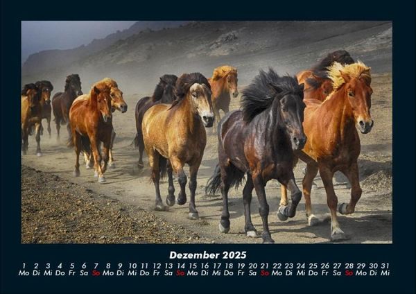 Produktbild: Pferde Kalender 2025 Fotokalender DIN A4