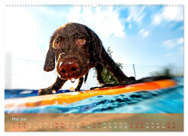Produktbild: Retriever - Mit DIR hol ich die Sterne vom Himmel (Wandkalender 2026 DIN A2 quer), CALVENDO Monatskalender