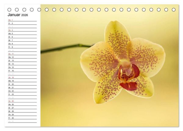 Produktbild: Bl&uuml;tenzauber Orchideen (Tischkalender 2026 DIN A5 quer), CALVENDO Monatskalender