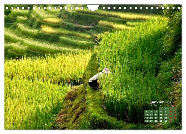 Produktbild: Riz de Chine (Calendrier mural 2026 DIN A4 vertical), CALVENDO calendrier mensuel