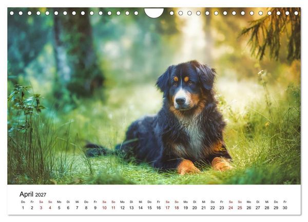Produktbild: Stolz und Sanftmut - Berner Sennenhunde (Wandkalender 2027 DIN A4 quer), CALVENDO Monatskalender