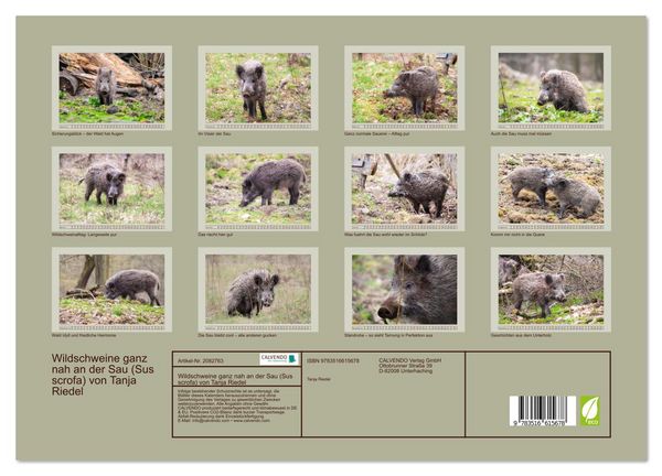 Produktbild: Wildschweine ganz nah an der Sau (Sus scrofa) von Tanja Riedel (hochwertiger Premium Wandkalender 2026 DIN A2 quer), Kunstdruck in Hochglanz