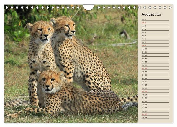 Produktbild: Geparden - Ein Leben in Afrika (Wandkalender 2026 DIN A4 quer), CALVENDO Monatskalender