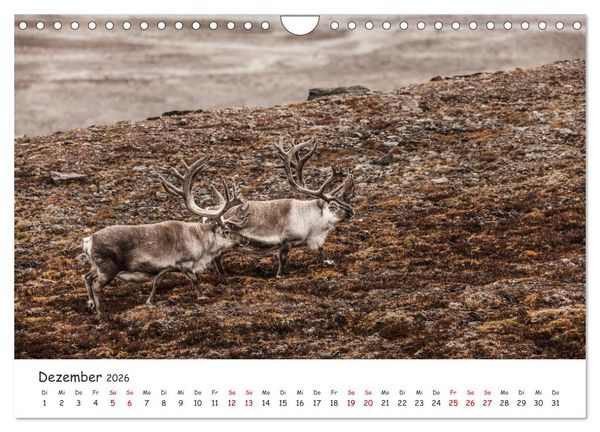 Produktbild: Rentiere (Wandkalender 2026 DIN A4 quer), CALVENDO Monatskalender