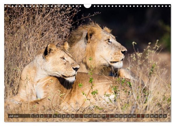 Produktbild: Safari in Tansania (Wandkalender 2026 DIN A3 quer), CALVENDO Monatskalender