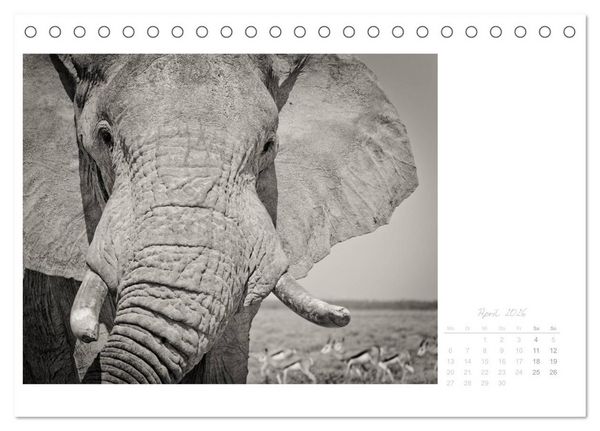 Produktbild: Elefanten in Etosha (Tischkalender 2026 DIN A5 quer), CALVENDO Monatskalender