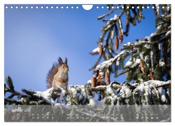Produktbild: Bezaubernde Eichh&ouml;rnchen (Wandkalender 2026 DIN A4 quer), CALVENDO Monatskalender