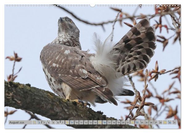 Produktbild: Habicht - aus dem Leben eines imposanten Greifvogels (hochwertiger Premium Wandkalender 2026 DIN A2 quer), Kunstdruck in Hochglanz