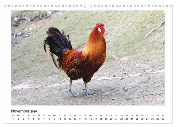 Produktbild: Bauernhoftiere hautnah (Wandkalender 2026 DIN A3 quer), CALVENDO Monatskalender