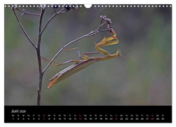 Produktbild: Faszination Gottesanbeterin - Die Welt der Mantis (Wandkalender 2026 DIN A3 quer), CALVENDO Monatskalender
