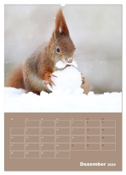 Produktbild: Eichh&ouml;rnchen - Planer (Wandkalender 2026 DIN A2 hoch), CALVENDO Monatskalender