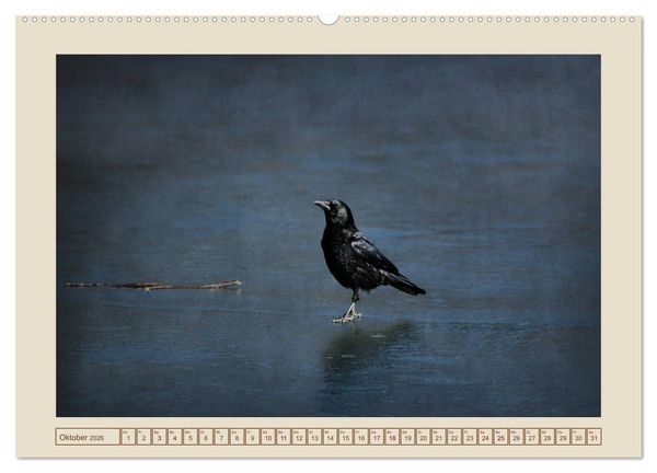 Produktbild: V&ouml;gel am Chemnitzer Schlossteich (hochwertiger Premium Wandkalender 2026 DIN A2 quer), Kunstdruck in Hochglanz