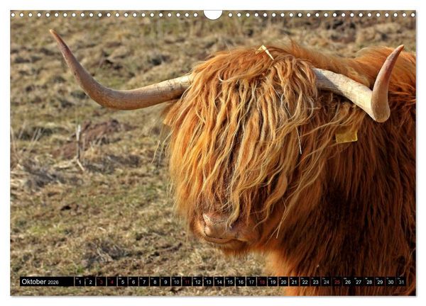 Produktbild: Das Schottische Hochlandrind (Wandkalender 2026 DIN A3 quer), CALVENDO Monatskalender