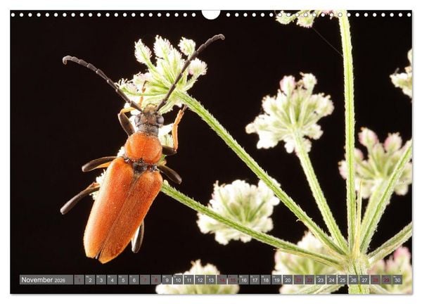 Produktbild: ABENTEUER K&Auml;FER (Wandkalender 2026 DIN A3 quer), CALVENDO Monatskalender