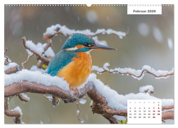 Produktbild: Zwei Tierfotografen Zw&ouml;lf Highlights (Wandkalender 2026 DIN A2 quer), CALVENDO Monatskalender