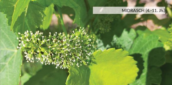 Produktbild: Wein-Weisheiten