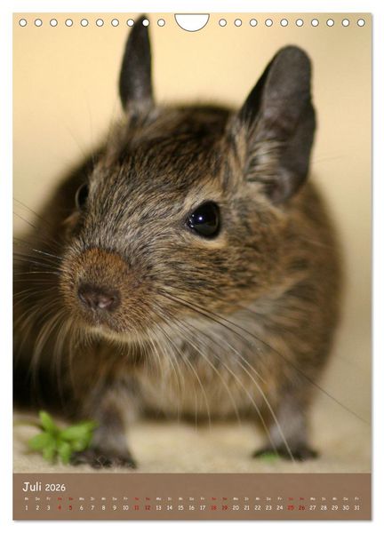 Produktbild: Degus - Winzlinge mit gro&szlig;em Herz (Wandkalender 2026 DIN A4 hoch), CALVENDO Monatskalender