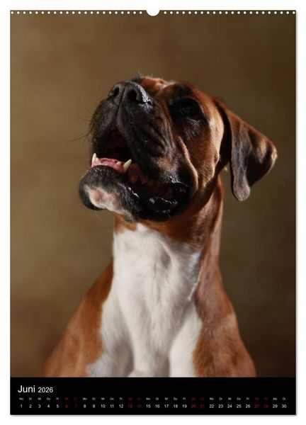 Produktbild: Boxer - Charmante Charakterk&ouml;pfe (hochwertiger Premium Wandkalender 2026 DIN A2 hoch), Kunstdruck in Hochglanz