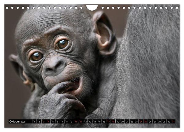 Produktbild: MENSCHEN-AFFEN-KINDER (Wandkalender 2026 DIN A4 quer), CALVENDO Monatskalender