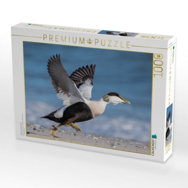 Produktbild: CALVENDO Puzzle Eiderente (Eider Duck) | 1000 Teile Lege-Gr&ouml;&szlig;e 64x48cm Foto-Puzzle f&uuml;r gl&uuml;ckliche Stunden