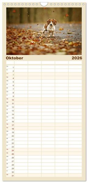Produktbild: Familienplaner 2026 - Die Dackel daggeln.... mit 5 Spalten (Wandkalender, 21 x 45 cm) CALVENDO