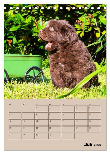 Produktbild: Familienplaner Neufundl&auml;nder Welpen (Tischkalender 2026 DIN A5 hoch), CALVENDO Monatskalender