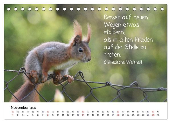 Produktbild: Der literarische Eichh&ouml;rnchen-Kalender (Tischkalender 2026 DIN A5 quer), CALVENDO Monatskalender