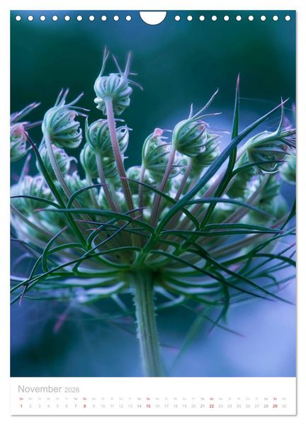 Produktbild: Wiesenblumen (Wandkalender 2026 DIN A4 hoch), CALVENDO Monatskalender
