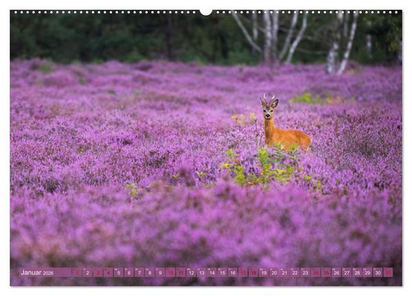 Produktbild: Romantische Heidebl&uuml;te (Wandkalender 2026 DIN A2 quer), CALVENDO Monatskalender