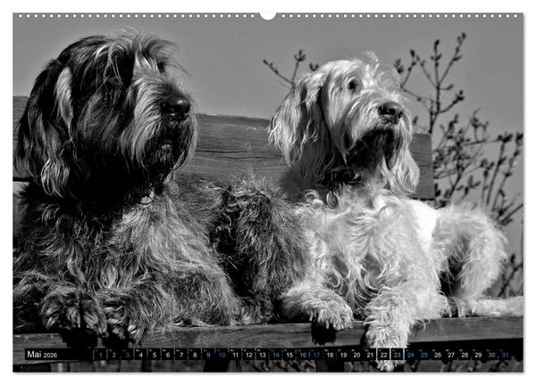 Produktbild: Carissimo Spinone Italiano (hochwertiger Premium Wandkalender 2026 DIN A2 quer), Kunstdruck in Hochglanz