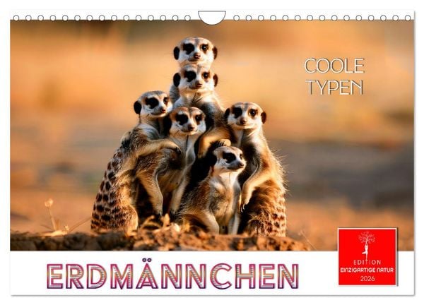 Produktbild: Erdm&auml;nnchen - coole Typen (Wandkalender 2026 DIN A4 quer), CALVENDO Monatskalender