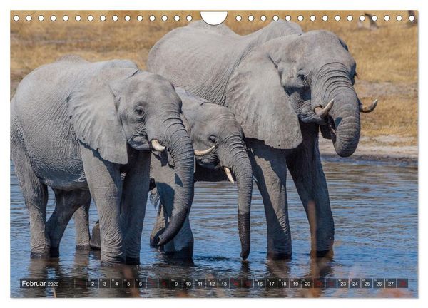 Produktbild: Elefanten Begegnungen im &ouml;stlichen und s&uuml;dlichen Afrika (Wandkalender 2026 DIN A4 quer), CALVENDO Monatskalender