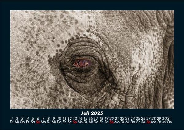 Produktbild: Elefanten - Die sanften Riesen Afrikas 2025 Fotokalender DIN A5