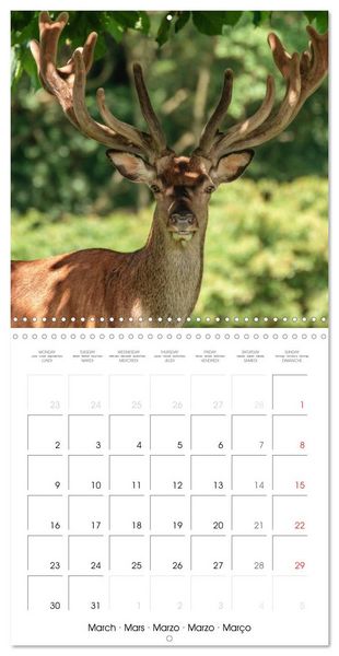 Produktbild: Aux bois des cerfs (Calendrier mural carr&eacute; 2026 30x30 cm) Calendrier double avec une page pour vos prises de notes