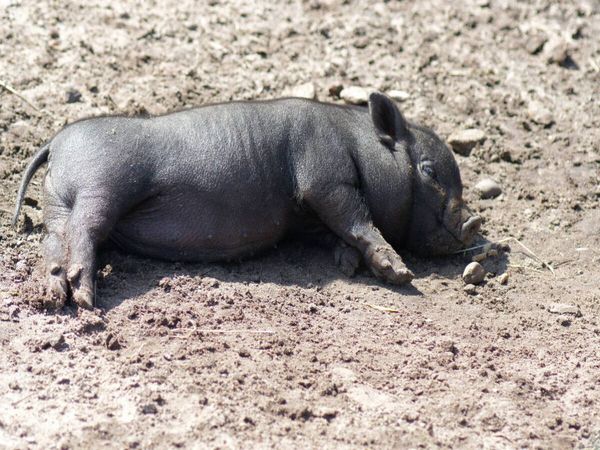 Produktbild: CALVENDO Puzzle Schlafende Mikroschwein Ferkel | 1000 Teile Lege-Gr&ouml;&szlig;e 64x48cm Foto-Puzzle f&uuml;r gl&uuml;ckliche Stunden