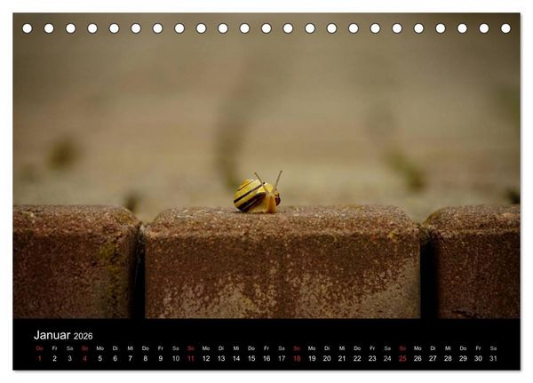 Produktbild: Kleine B&auml;nderschnecke ganz gro&szlig; - Gem&uuml;tlich durch das neue Jahr (Tischkalender 2026 DIN A5 quer), CALVENDO Monatskalender