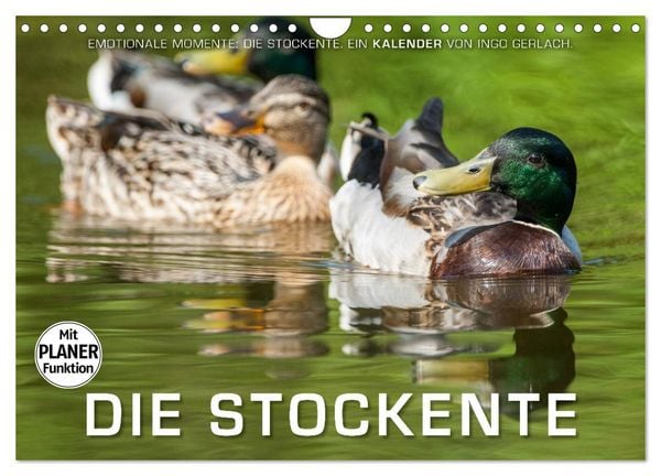 Produktbild: Emotionale Momente: Die Stockente. (Wandkalender 2026 DIN A4 quer), CALVENDO Monatskalender