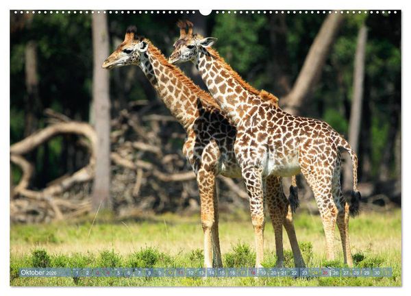 Produktbild: Giraffen - Sanftheit und Anmut (hochwertiger Premium Wandkalender 2026 DIN A2 quer), Kunstdruck in Hochglanz